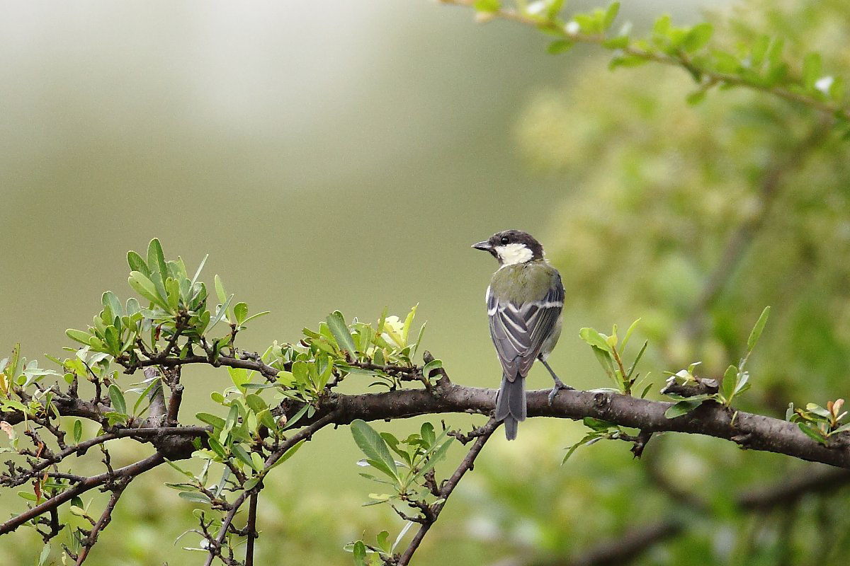 ��̕���