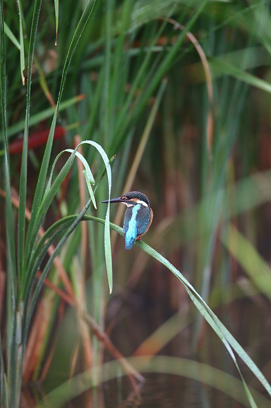 ��̕���