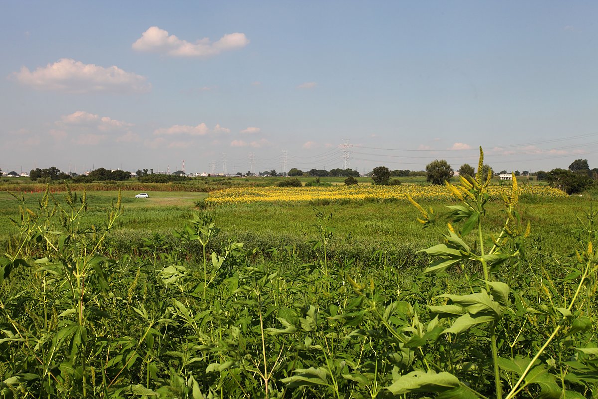 ��̕���