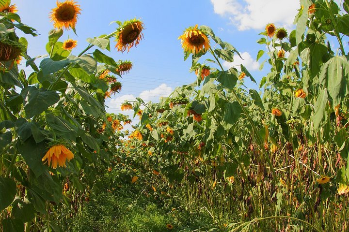 ��̕���