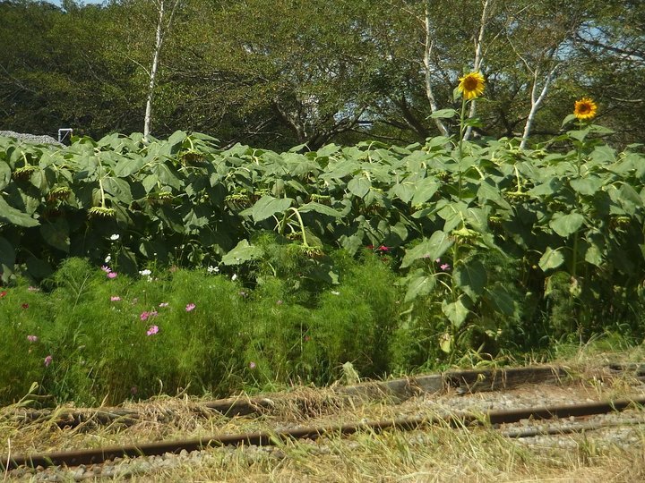 ��̕���