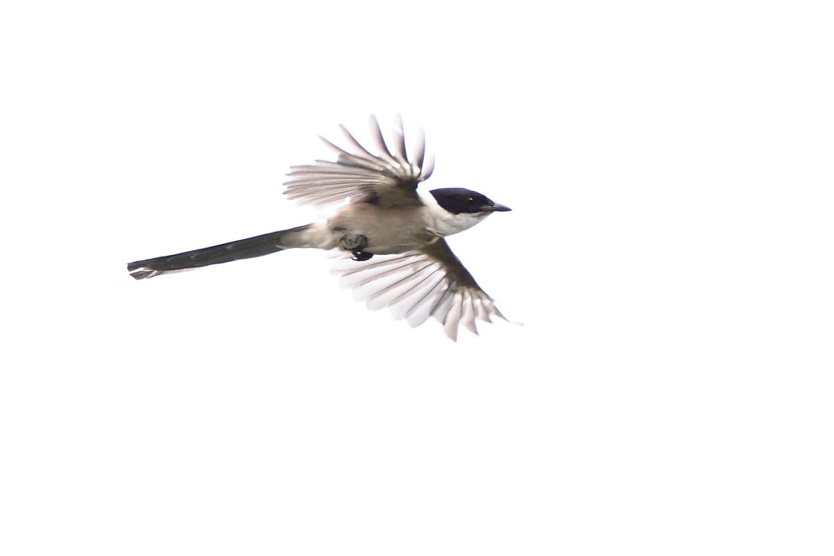 ��̕���