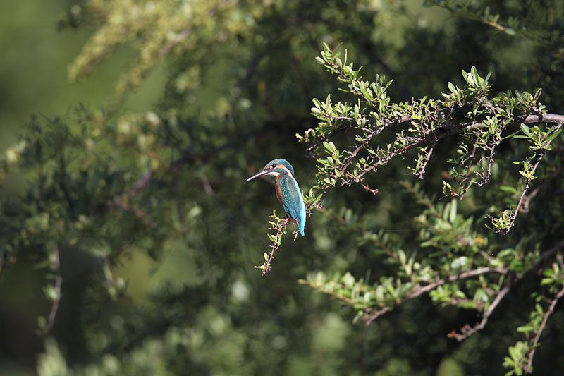 ��̕���