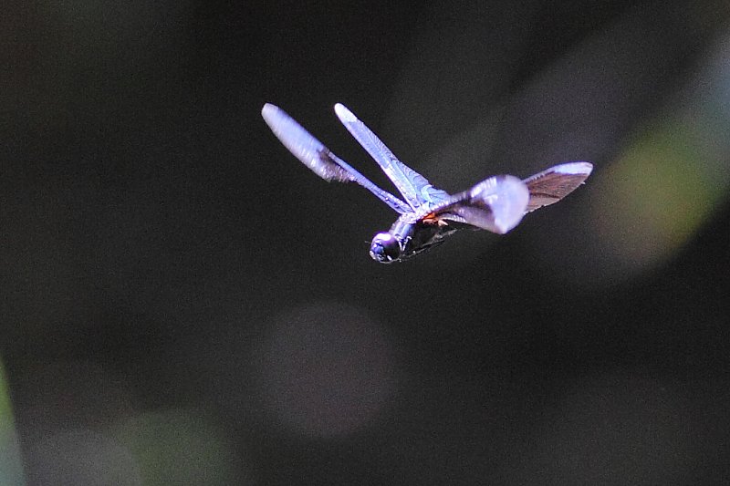 ��̕���