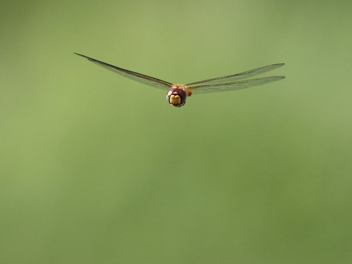 ��̕���