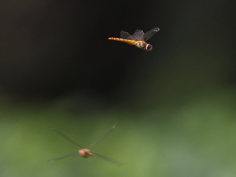 ��̕���