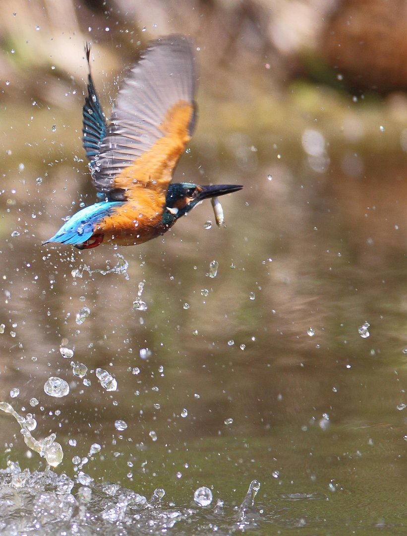 ��̕���