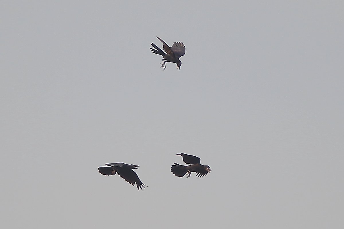 ��̕���