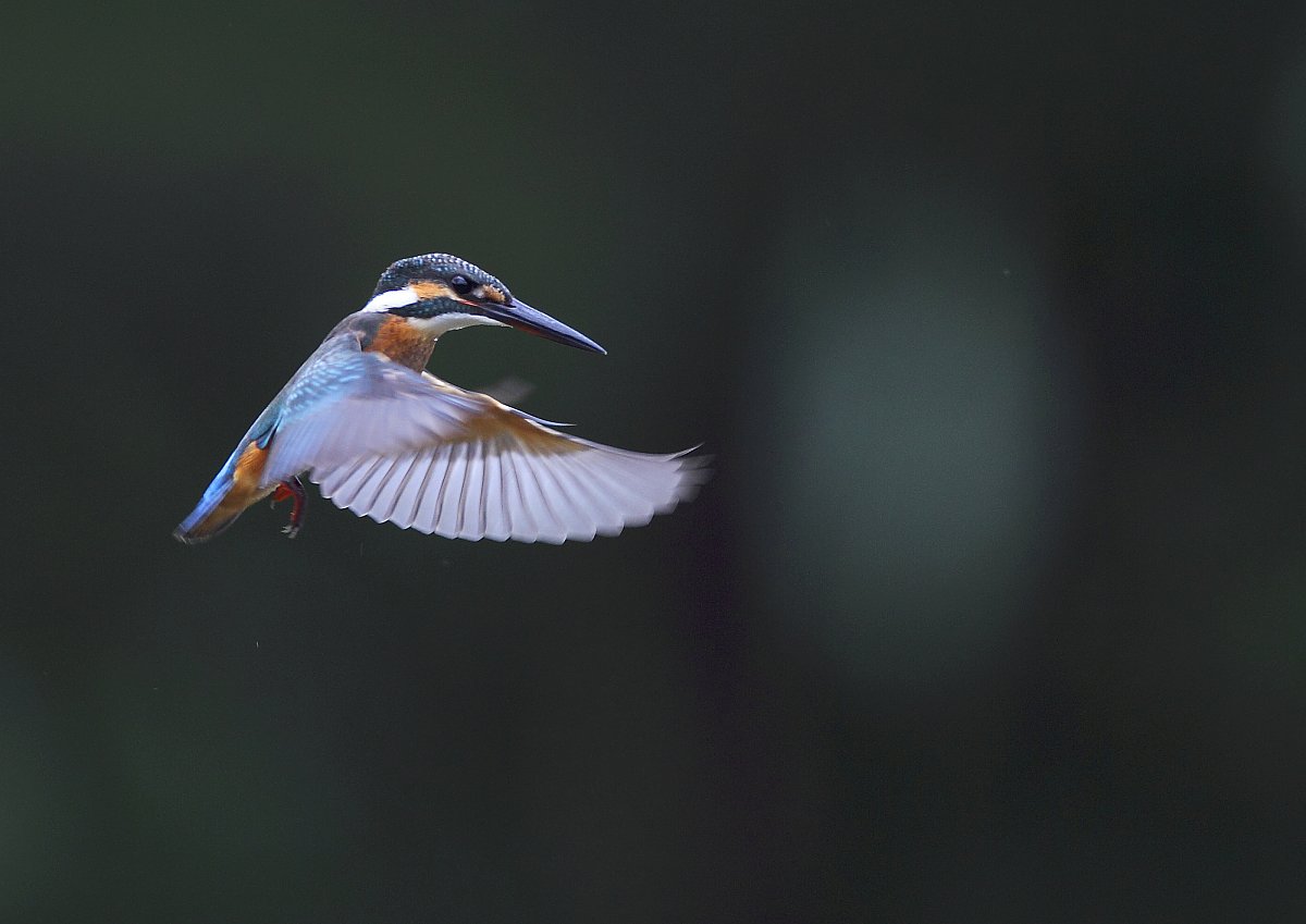 ��̕���