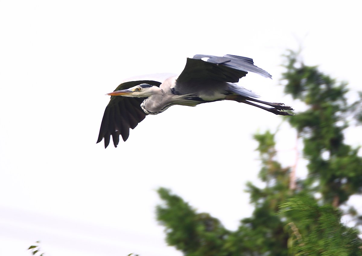 ��̕���