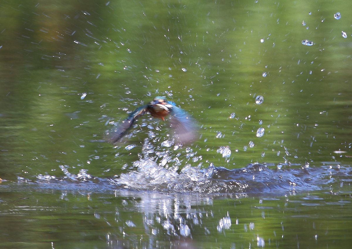 ��̕���