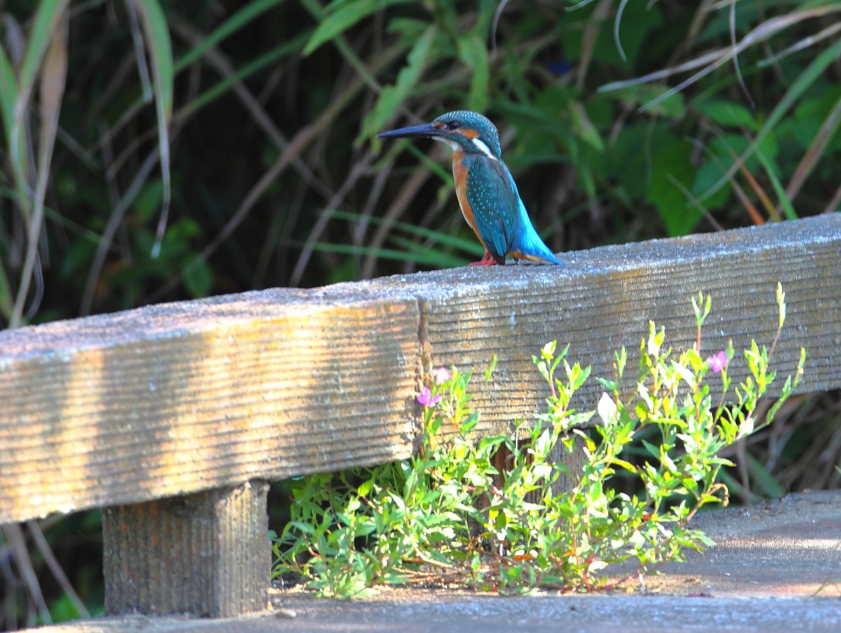 ��̕���