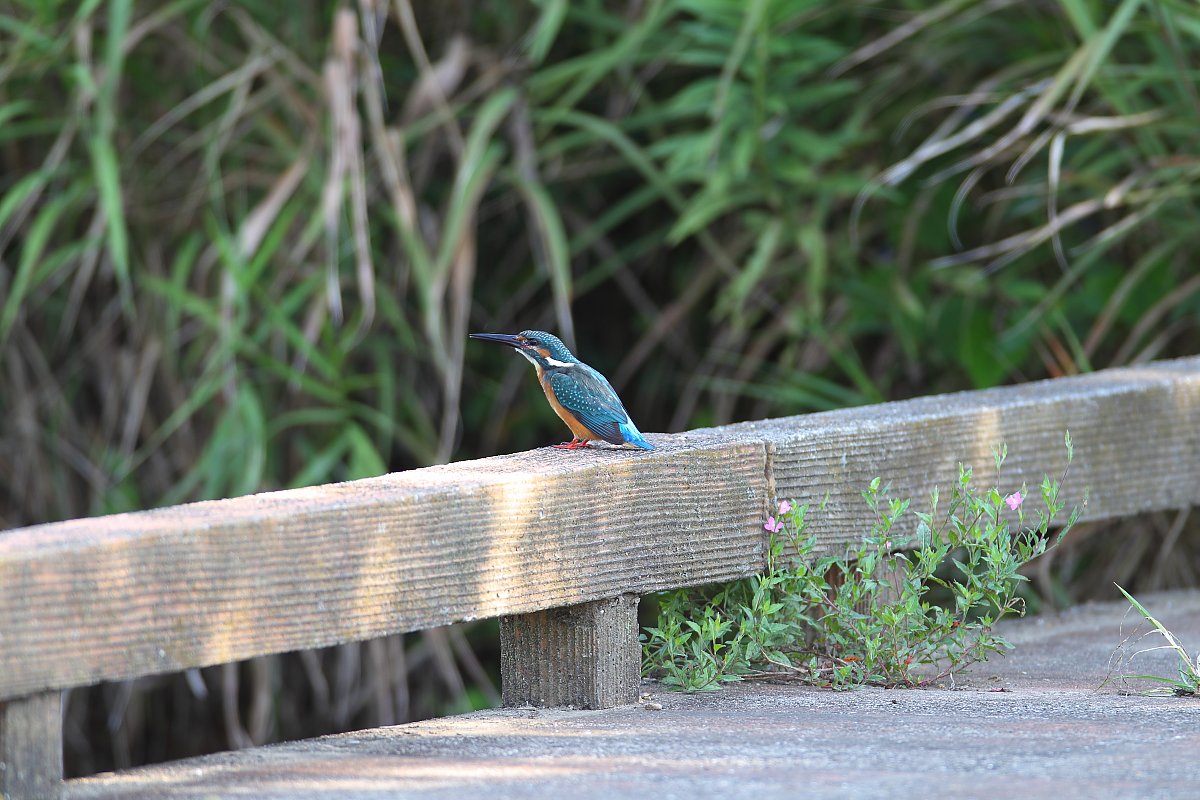 ��̕���