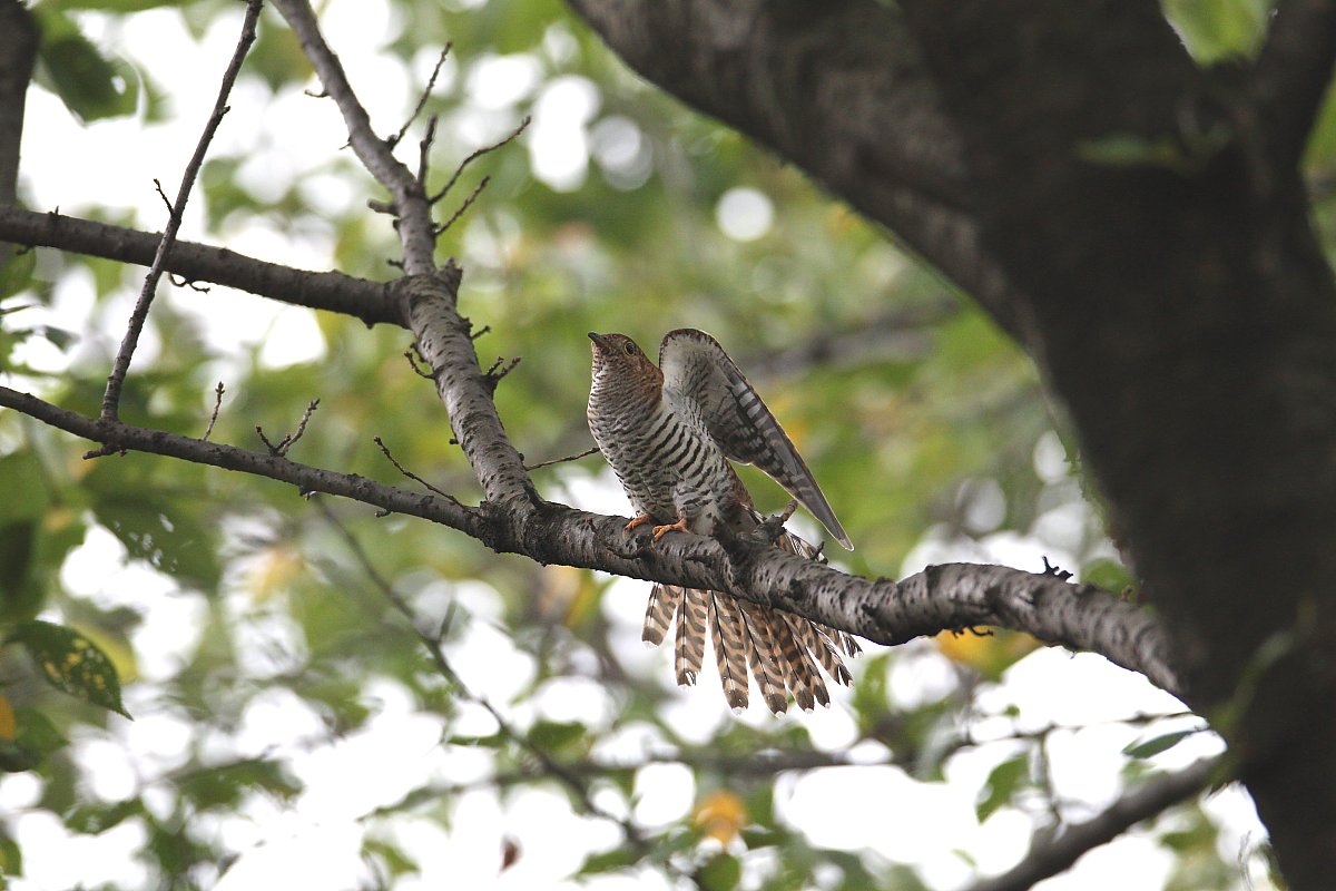 ��̕���