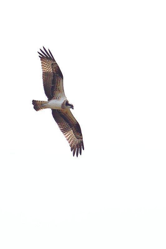 ��̕���