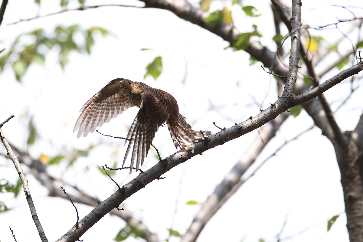 ��̕���