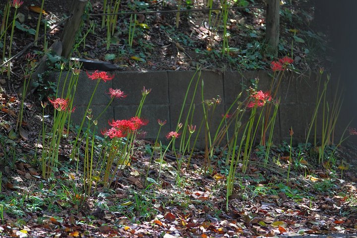 ��̕���