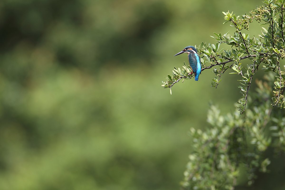 ��̕���