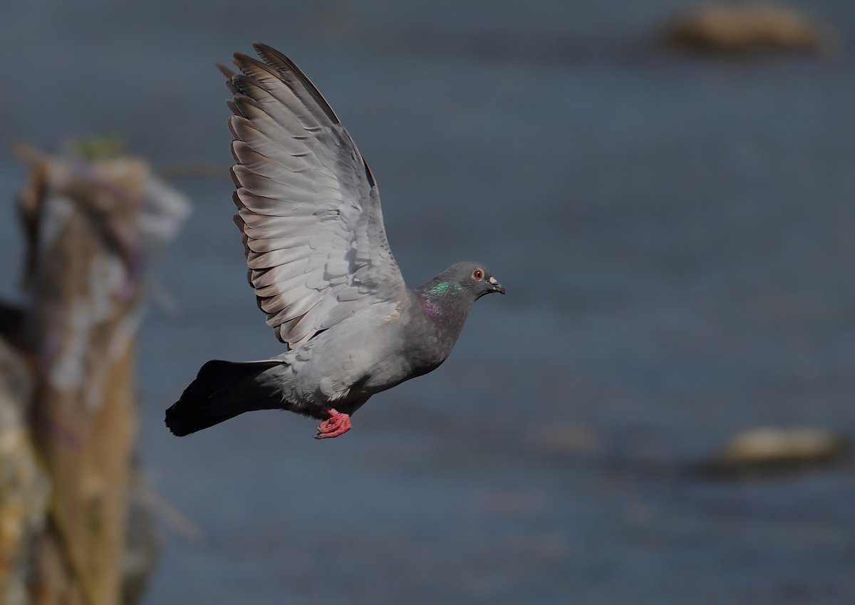 ��̕���