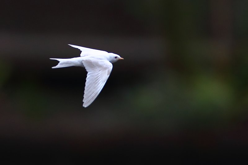 ��̕���