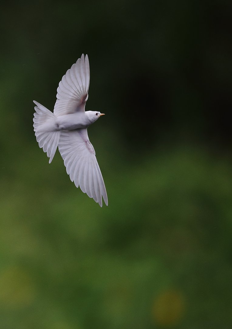 ��̕���