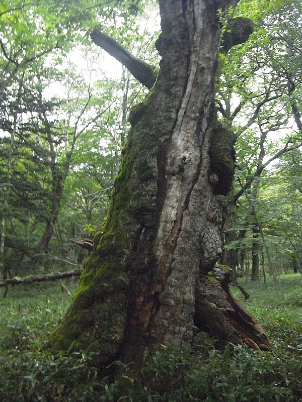 ��̕���