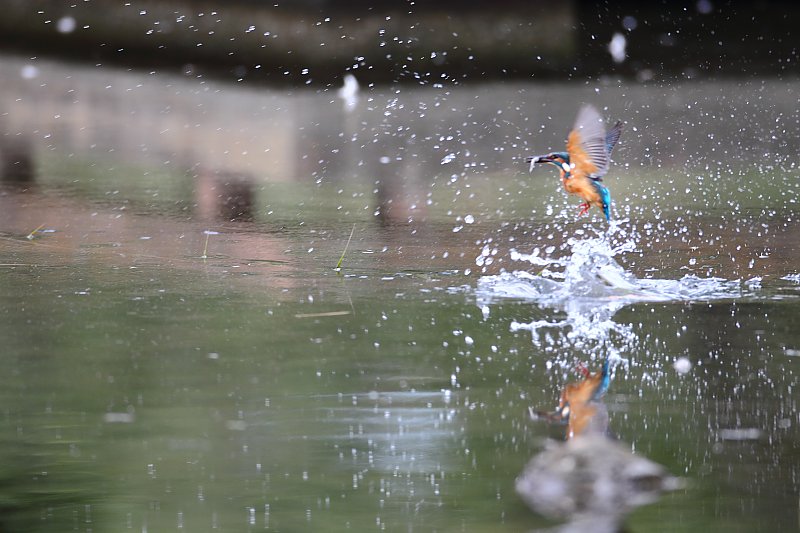 ��̕���