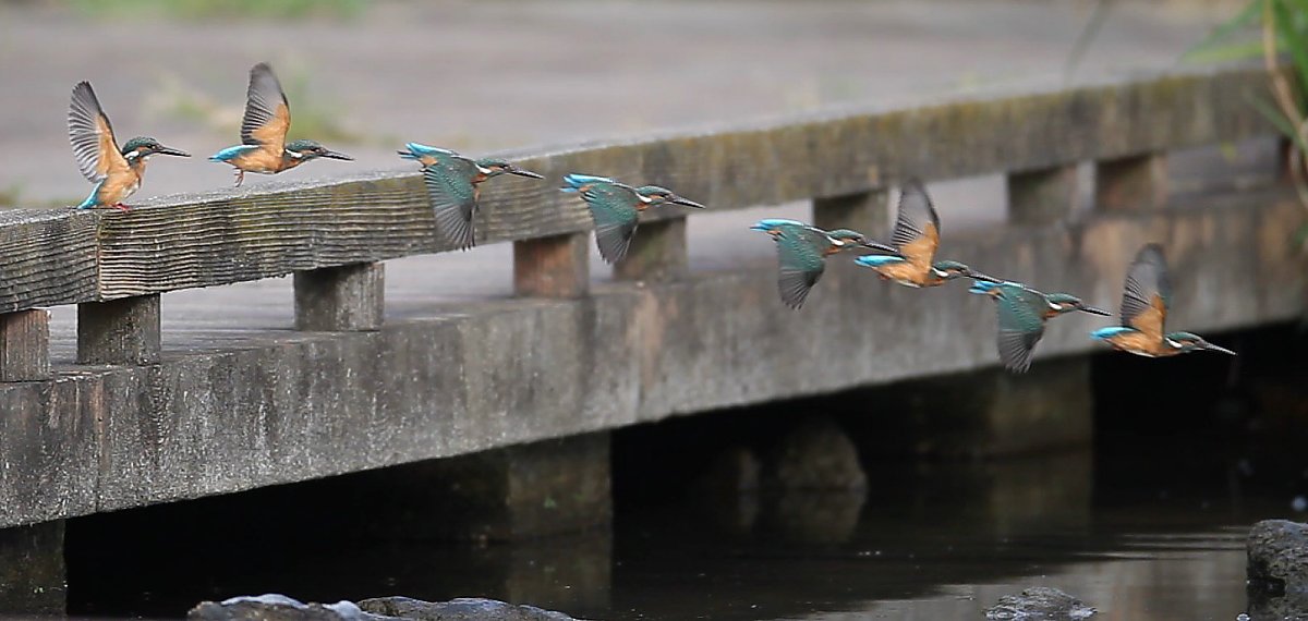 ��̕���