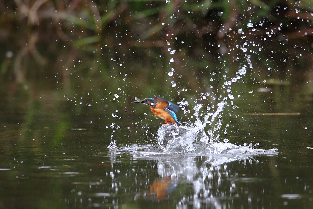 ��̕���