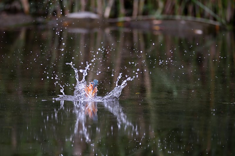 ��̕���