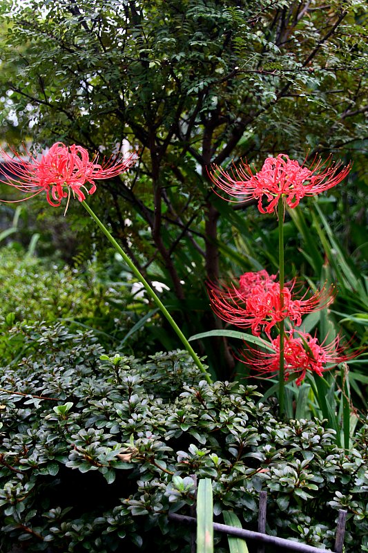 ��̕���