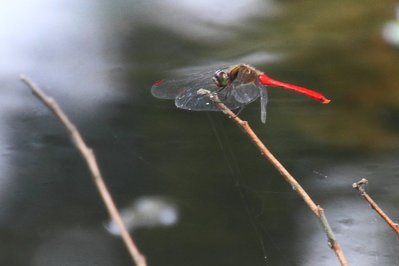 ��̕���