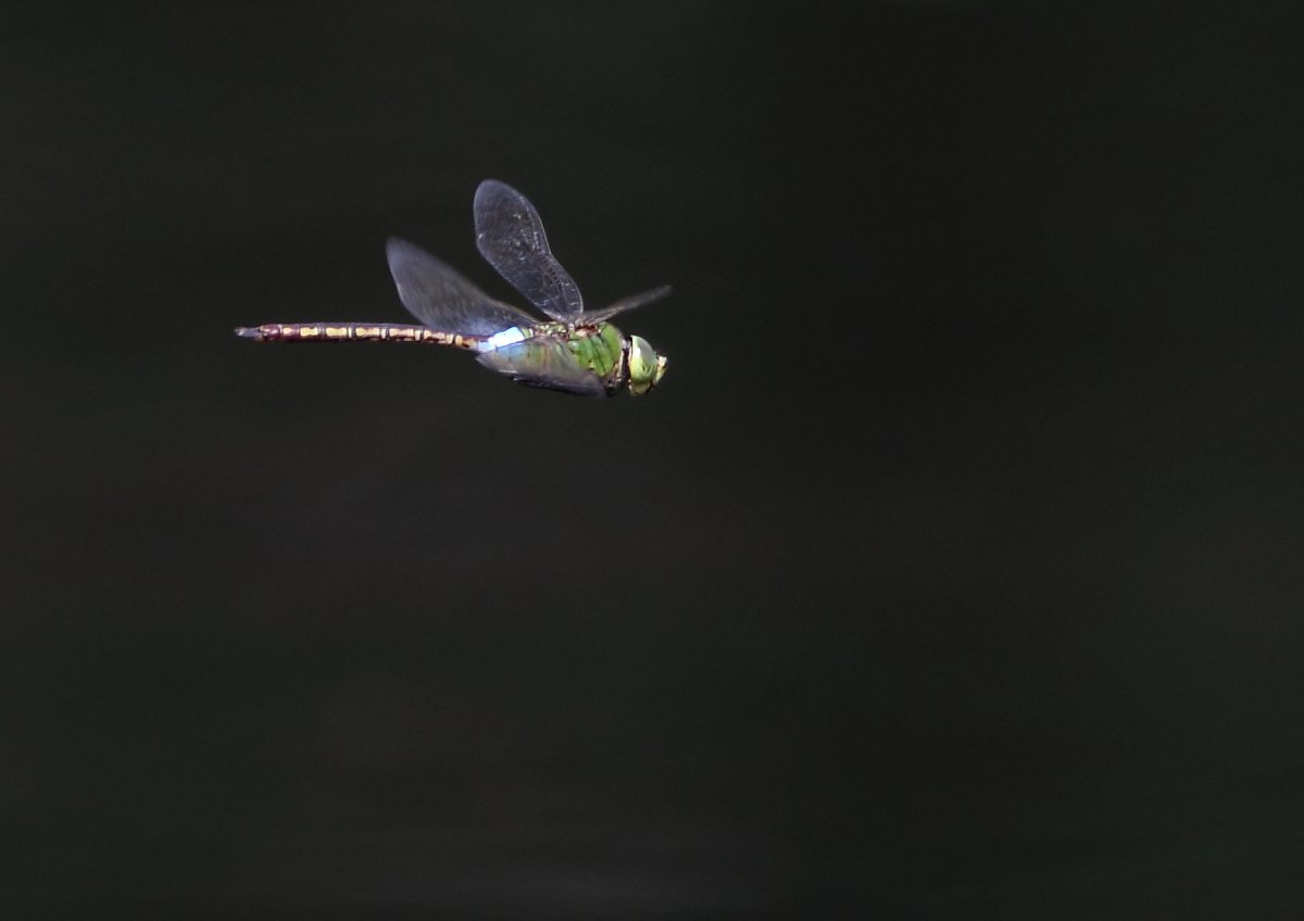 ��̕���