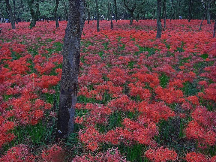 ��̕���