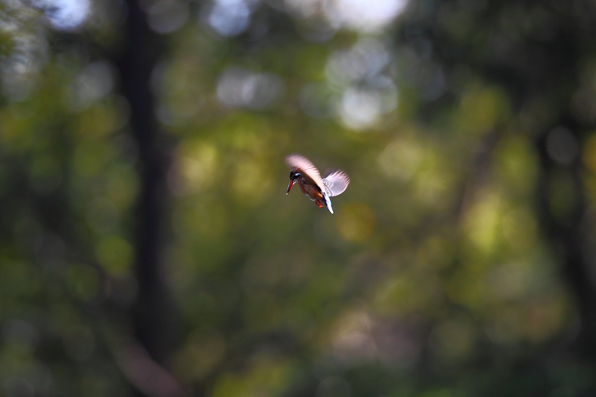 ��̕���