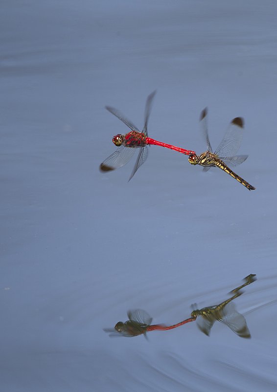 ��̕���