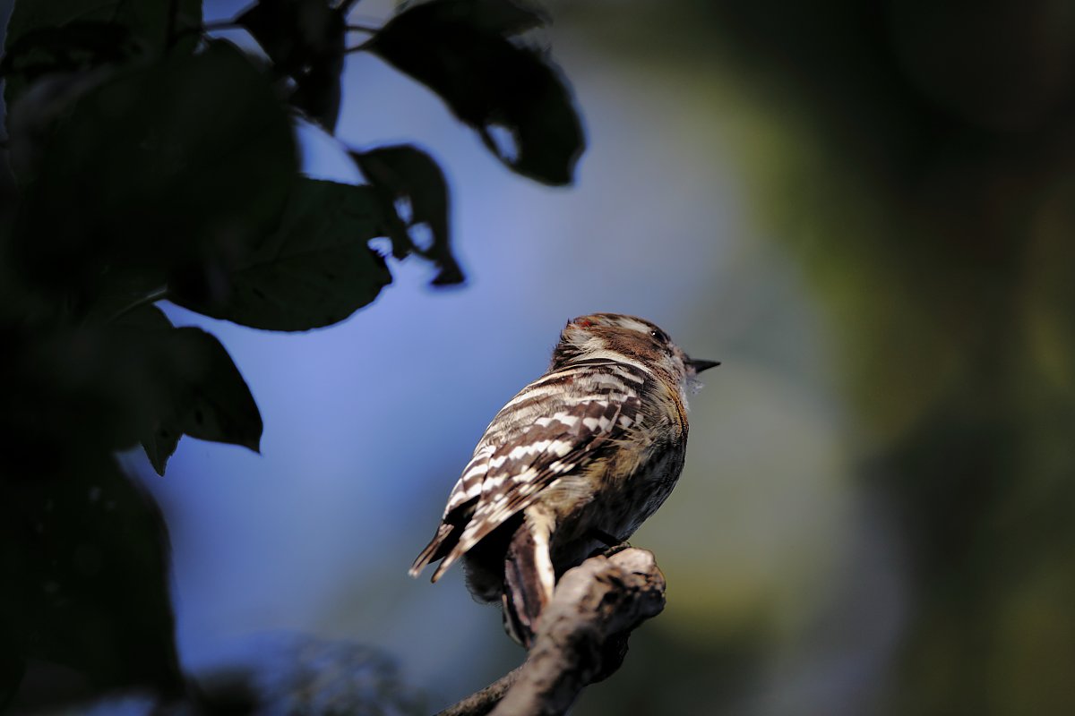 ��̕���