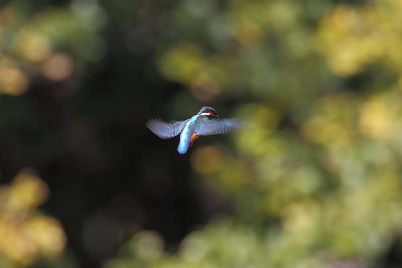 ��̕���