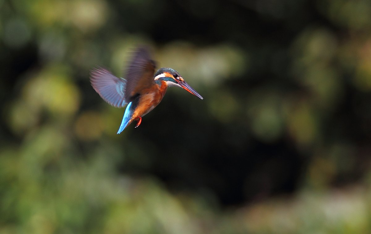 ��̕���