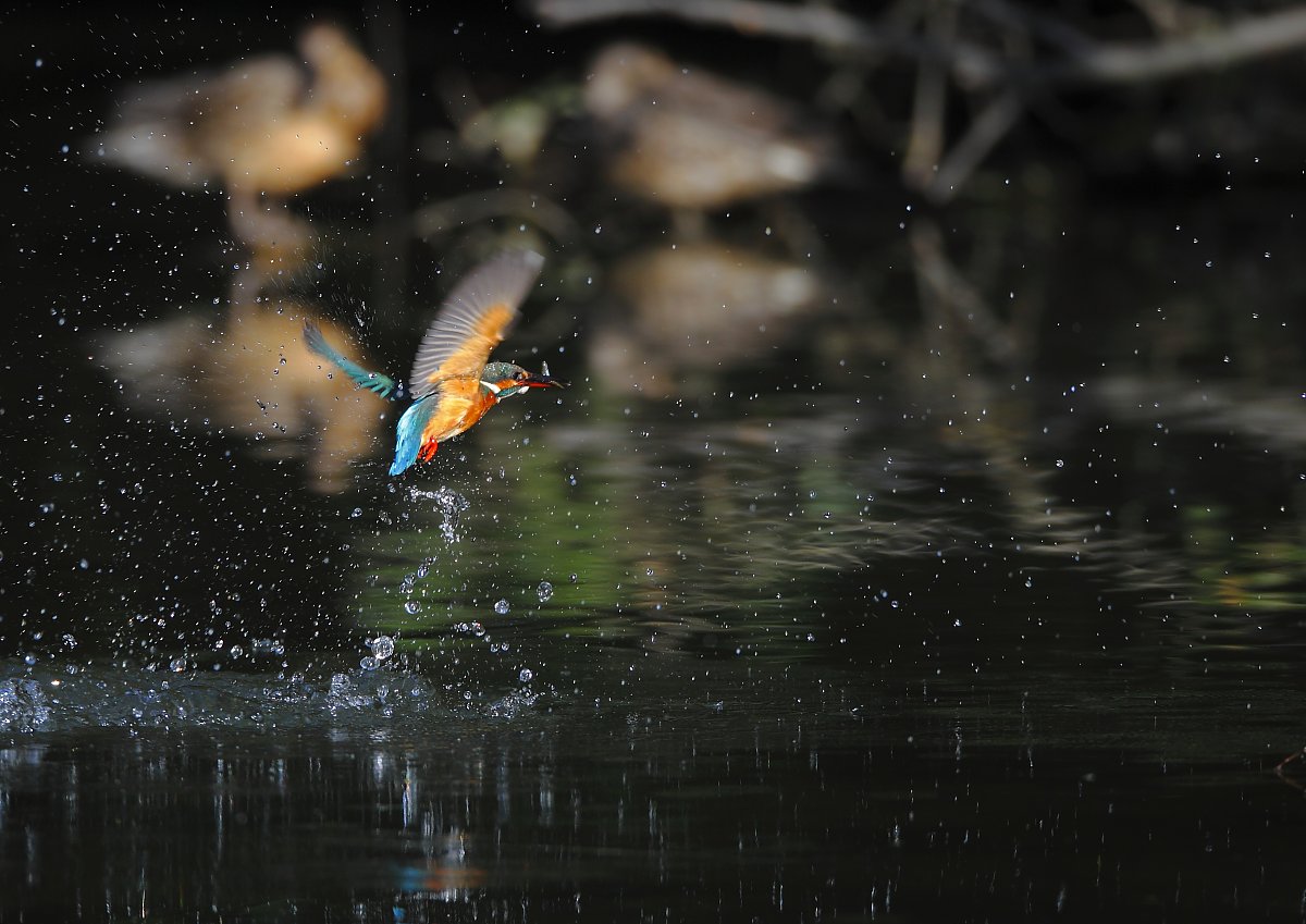 ��̕���