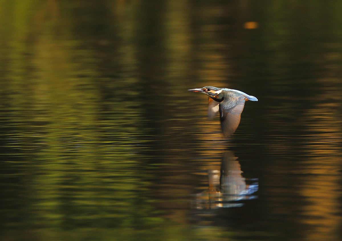 ��̕���