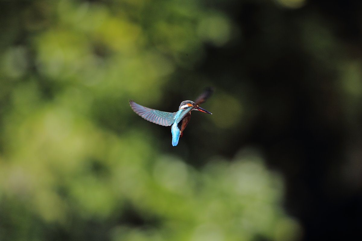 ��̕���