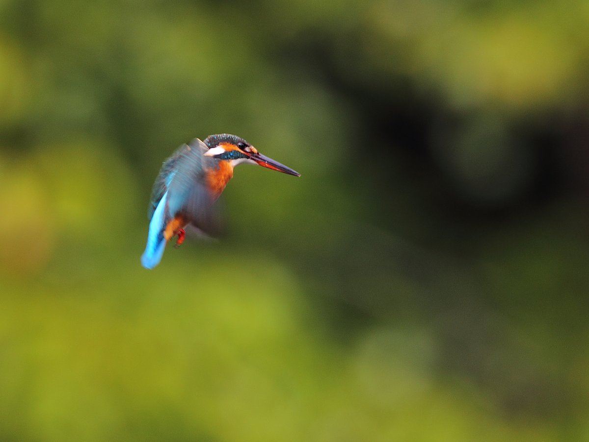 ��̕���