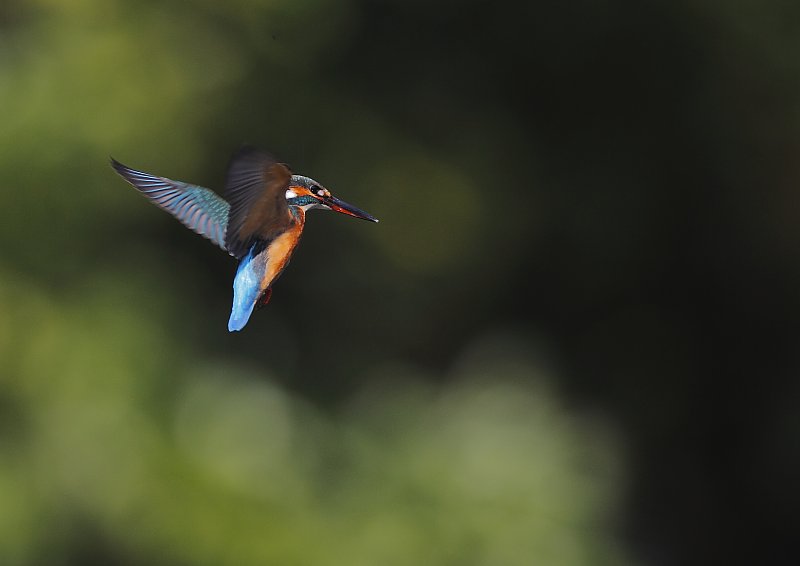 ��̕���