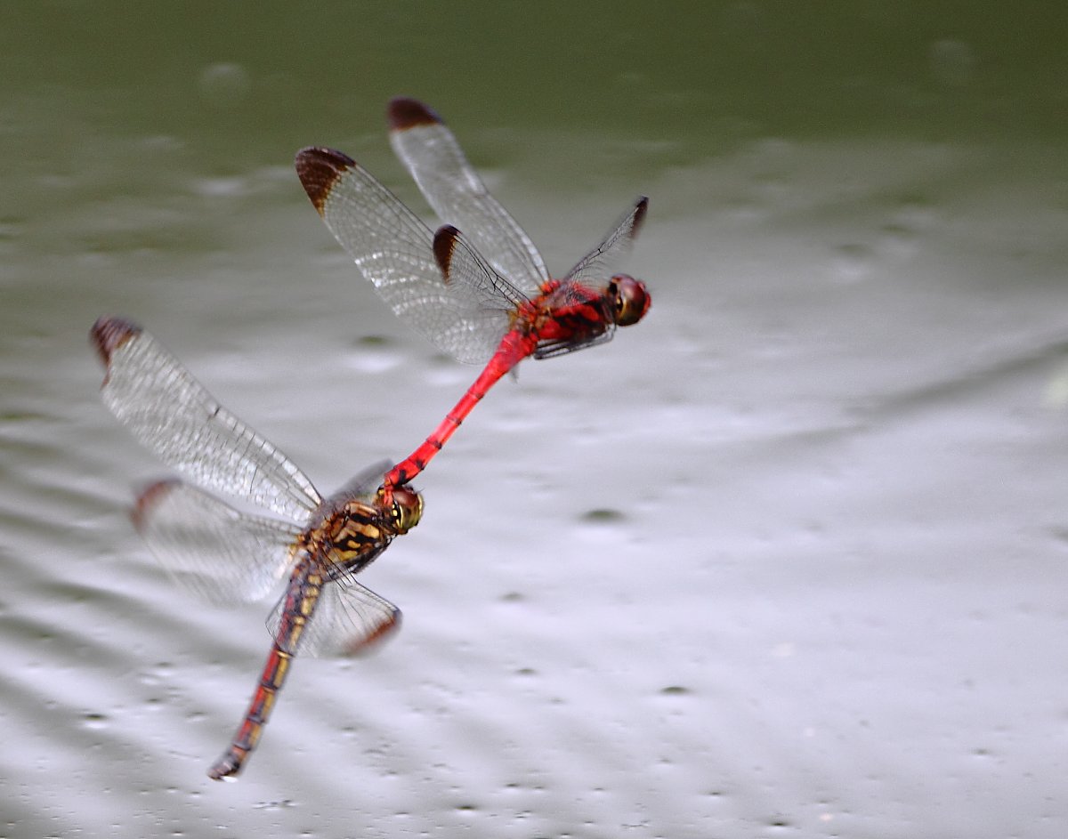 ��̕���