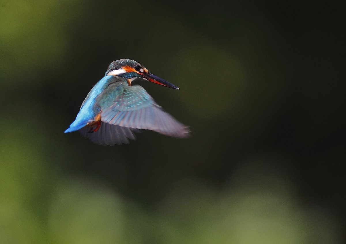 ��̕���