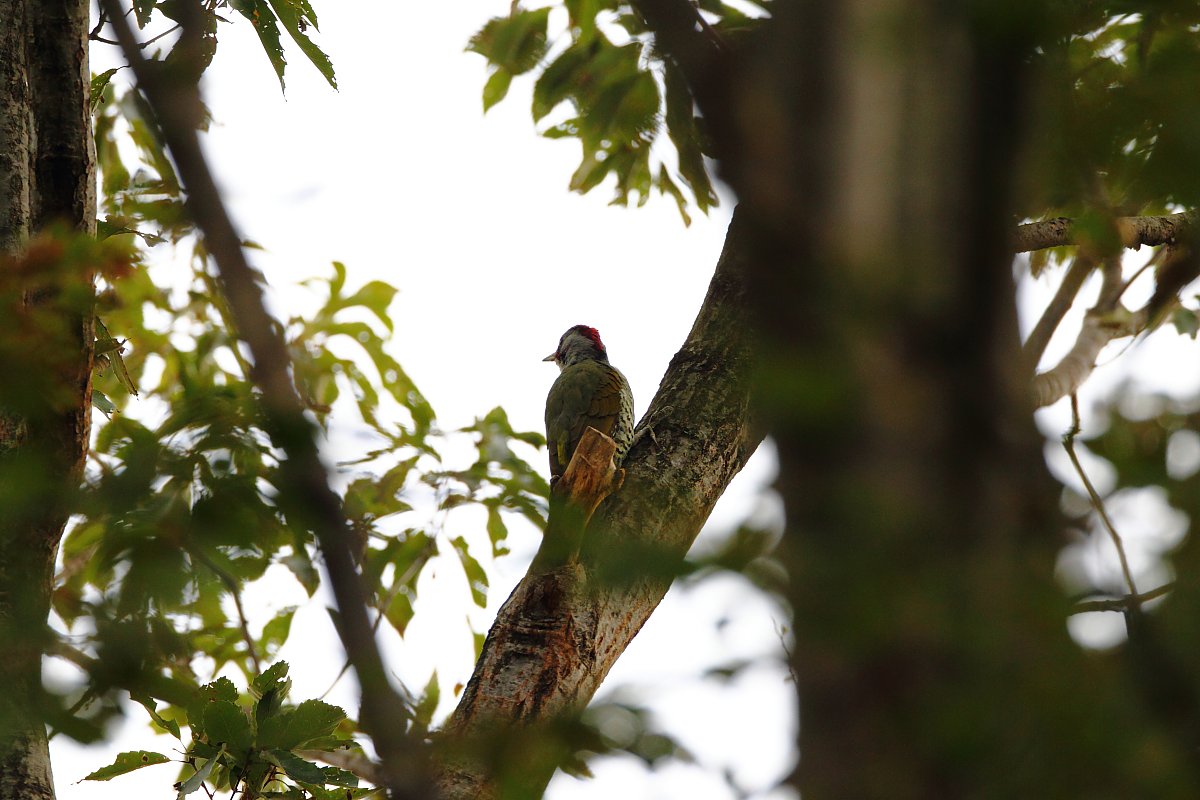 ��̕���