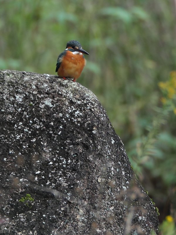 ��̕���