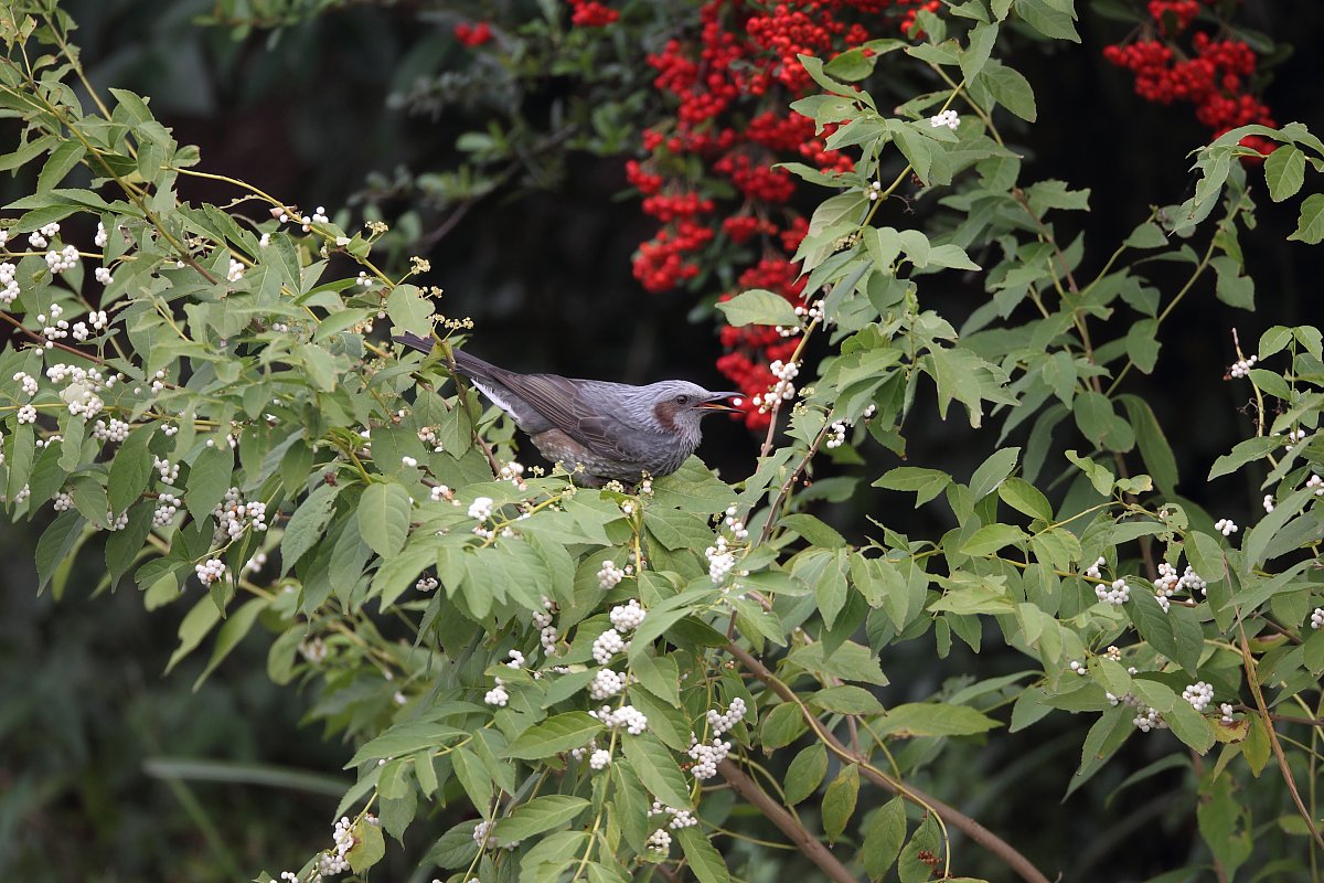 ��̕���