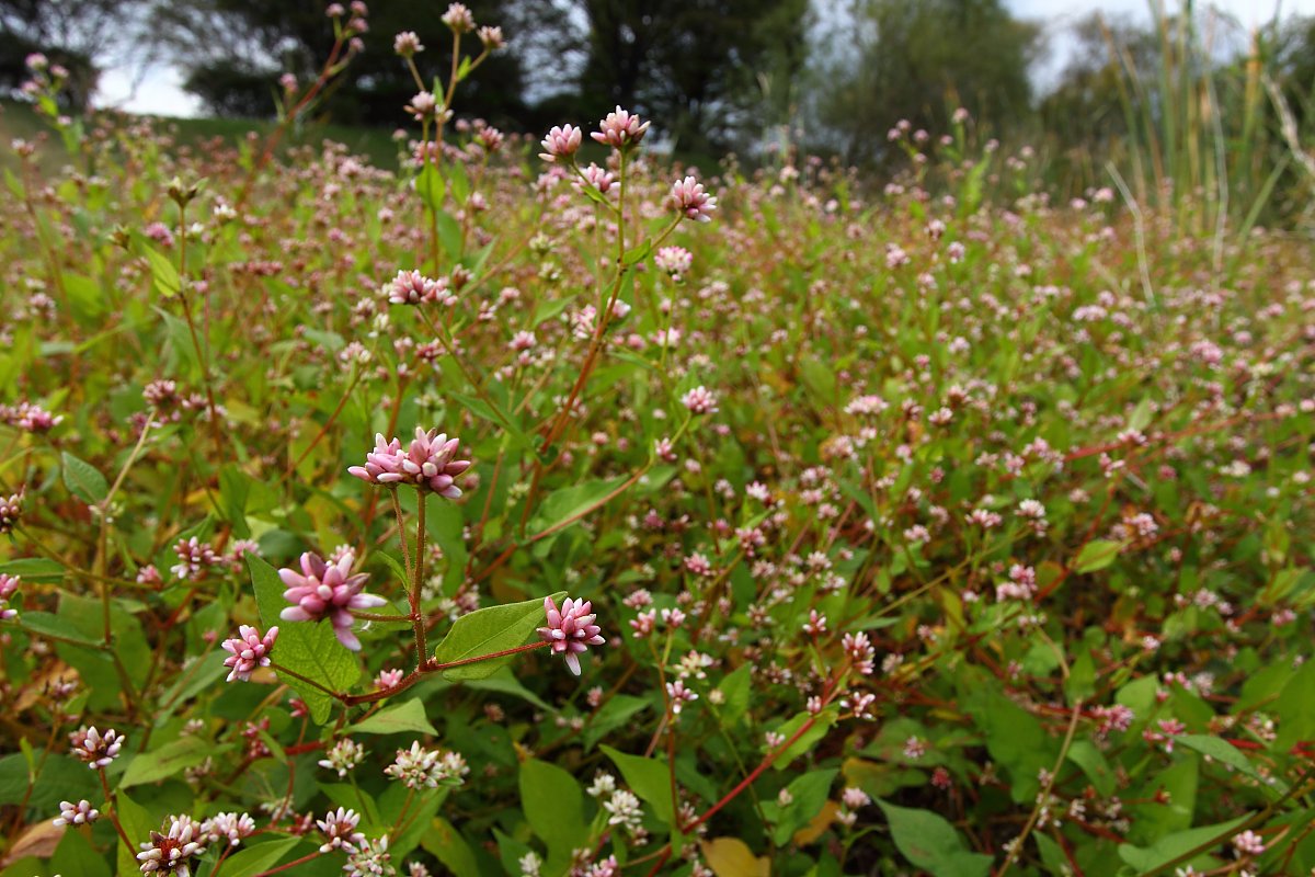 ��̕���